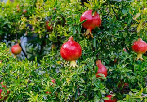 Outdoor Plants Trees Dwarf Pomegranate Punica Granatum Var Nana