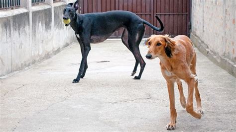 Saluki Ou L Vrier Persan Caract Re Ducation Sant