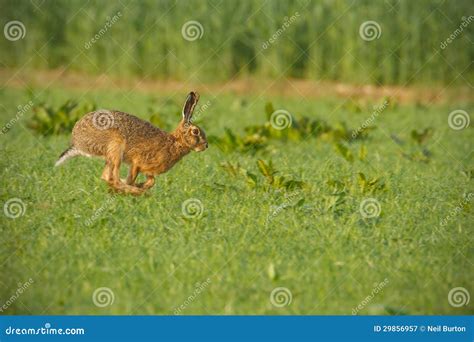 Hare Running In The Forest Stock Photo | CartoonDealer.com #109718946