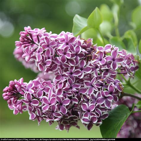 Bez Lilak Pospolity Sensation Syringa Vulgaris Sensation