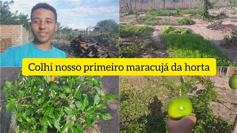 Tarde Perfeita Fiz Colheita Do Nosso Primeiro Maracuj Na Nossa Horta