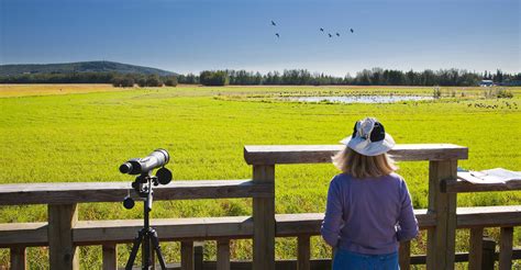 Wildlife Viewing Birding | Explore Fairbanks, Alaska