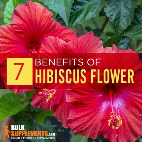 Hibiscus Flower Benefits Side Effects And Dosage