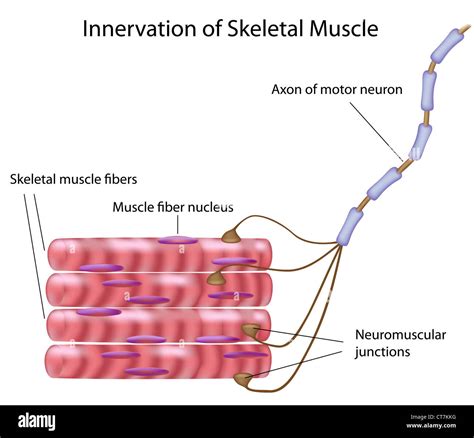 Skeletal Muscle Arm