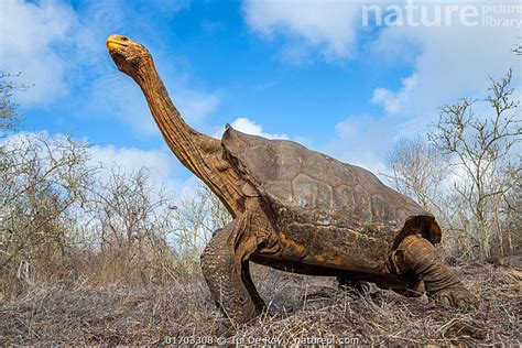 Stock Photo Of Old Male Espanola Giant Galapagos Tortoise Chelonoidis