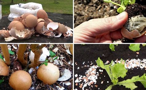 Cómo se utilizan las cáscaras de huevo para las plantas