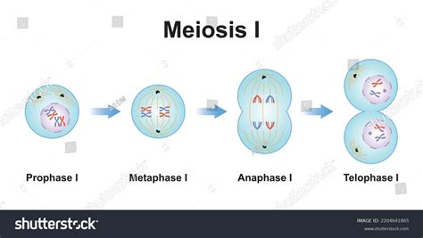 Metaphase 1 Labeled