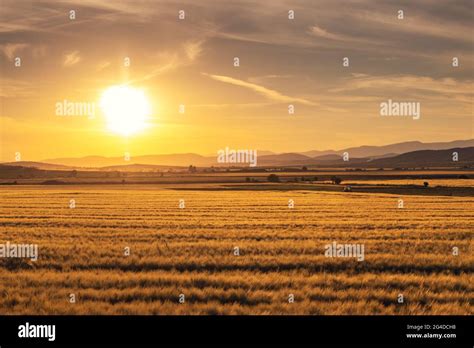 Sunset over wheat field Stock Photo - Alamy