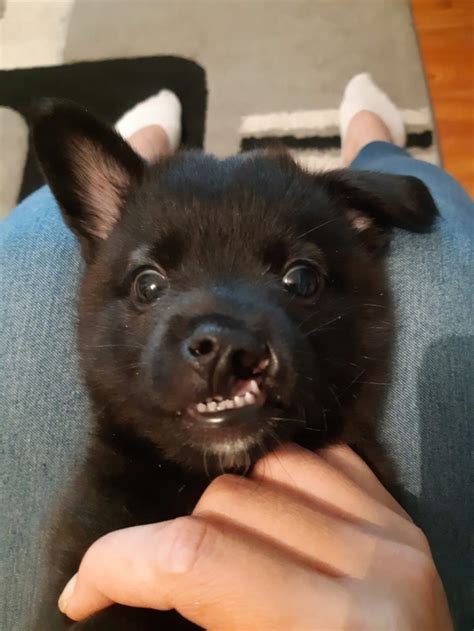 Gogu Chiot M Le Avec Une Malformation De La Gueule Taille Moyenne