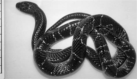 Distinctive Epidemiologic And Clinical Features Of Common Krait