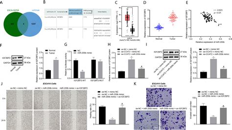 Frontiers Long Non Coding RNA CCAT2 Promotes The Development Of