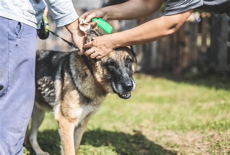 how to get rid of dog's ear infection at home