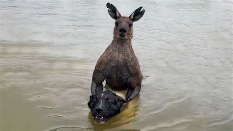 Australiano sai no soco canguru marombado para salvar cão Portal 6