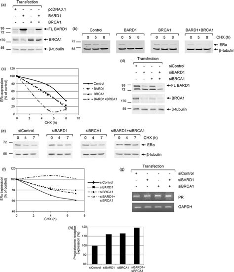 Fl Bard And Brca Modulate Er Degradation And Transcriptional