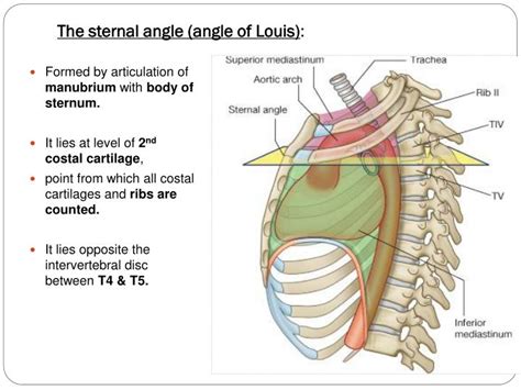 Ppt Structure Of The Thoracic Wall Powerpoint Presentation Id2316796