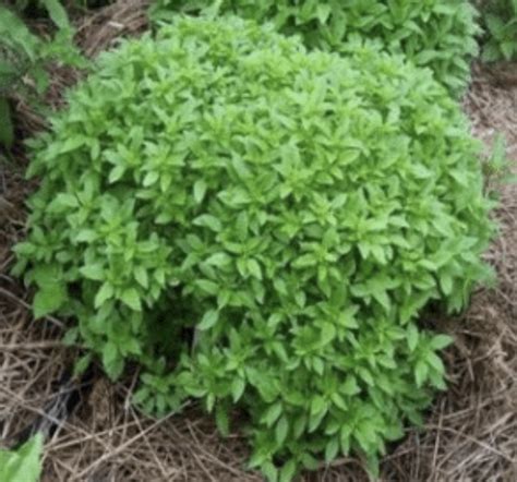 Basil Spicy Globe — Fukuda Seed Store