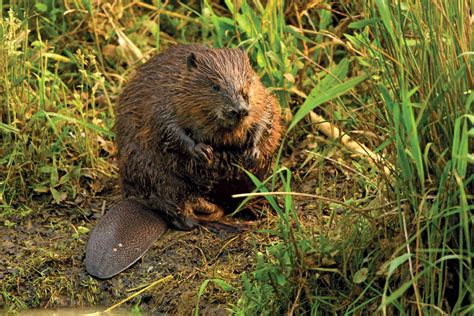 Beaver Habitat Size And Facts Britannica