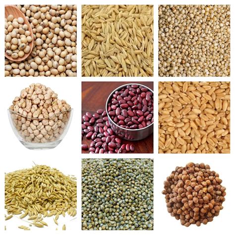 Natural Indian Organic Whole Multi Grain Gehu Wheat Makka Corn