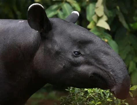 10 Tapir Facts About The Primitive Herbivore