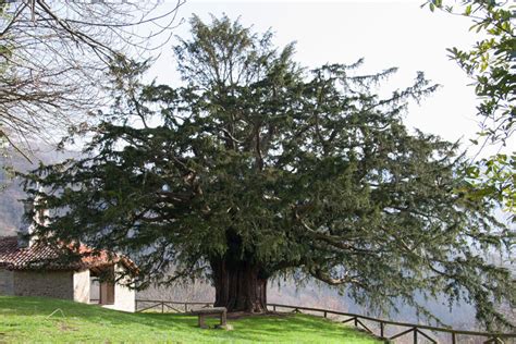 El Bosque del Oso: El Tejo: Árbol Sagrado