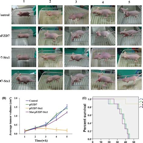 PFZD7Stx1 Reduced Tumour Burden And Improved Survival Of Nude Mice