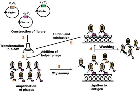 Phage Library Construction