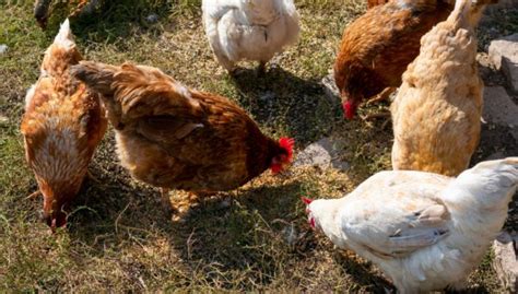 Best Chicken Breeds To Keep Together For Backyard Flock