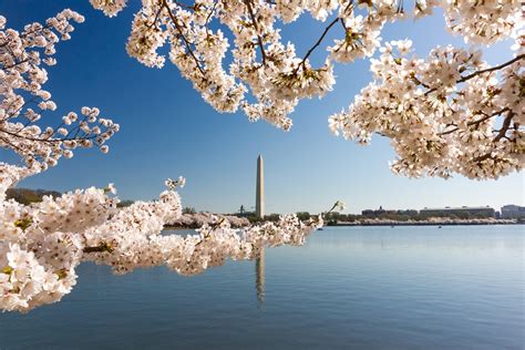 Dc Cherry Blossom Parade 2024 - Arlee Cacilia