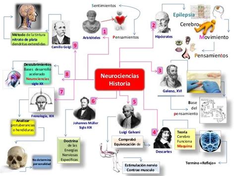 Principales Aportes De Las Neurociencias Mapa Mental Sexiz Pix