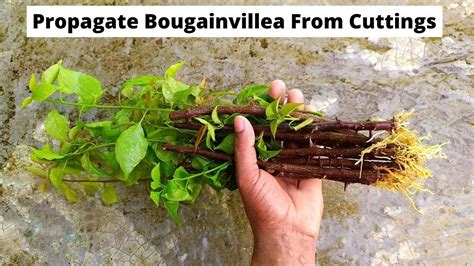 How To Propagate Bougainvillea From Cuttings Growing Bougainvillea