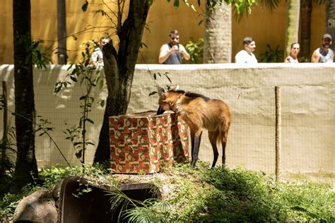 Bioparque Tem Programa O Especial Na V Spera De Natal Rio O Globo