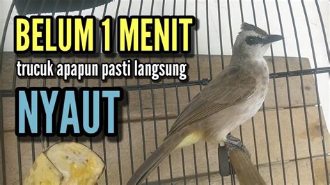 Trucukan Gacor Tarung Ropel Panjang Pancingan Trucukan Agar Bunyi