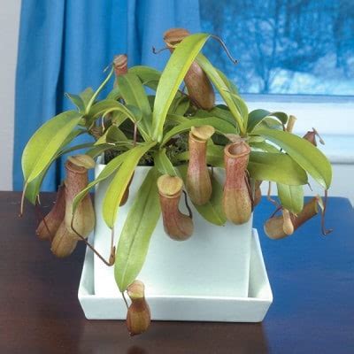 How to Grow Carnivorous plants | Care and Growing Information