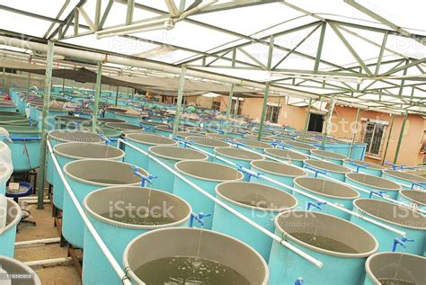 Interior View Of An Agriculture Aquaculture Farm Stock Photo Download