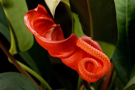 Anthurium scherzerianum: Descripción y características