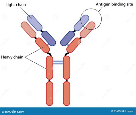 Structure Of An Antibody Stock Vector Image 61423639