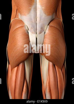 Buttock Muscles Anatomy Stock Photo Alamy