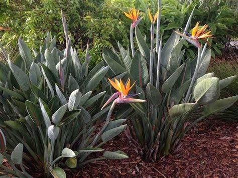 Plantas Resistentes Al Sol Con Nombres Y Fotograf As Artofit