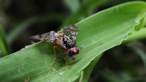 Mosca de los Frutos trabajan para evitar su proliferación