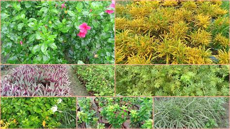 Nursery Visit Indoor Outdoor Plants Collection Cheapest Plant