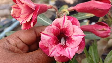 Fazendo Um Enxerto Na Minha Rosa Do Deserto To Apaixonada Por Rosas Do