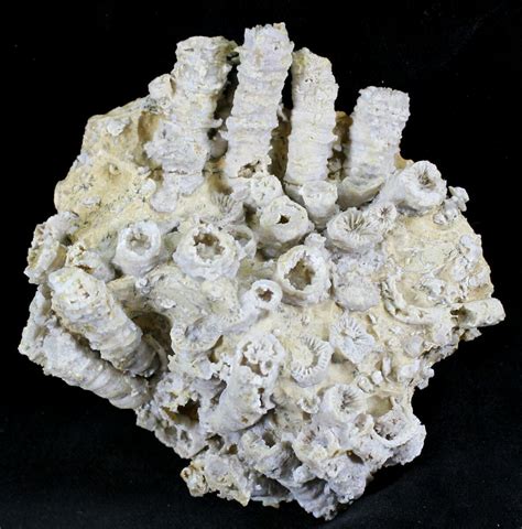 Jurassic Aged Fossil Coral Colony - Germany (#24761) For Sale ...