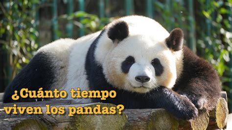 Marido Agacharse Monitor Donde Vive El Panda Gigante Bicapa Australia