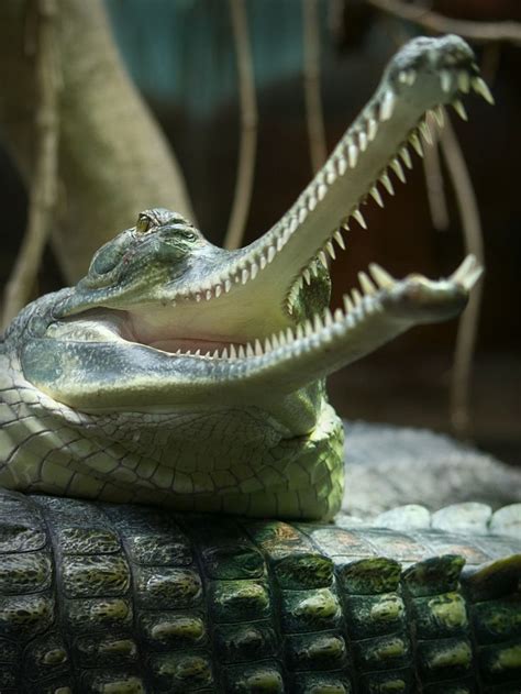 The friendly gharials in Prague zoo. | Gharial, Reptiles and amphibians ...