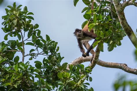 Black-Handed Spider Monkey | Sean Crane Photography