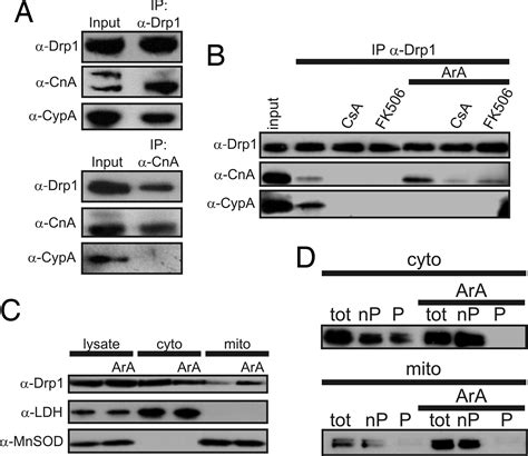 Dephosphorylation By Calcineurin Regulates Translocation Of Drp1 To