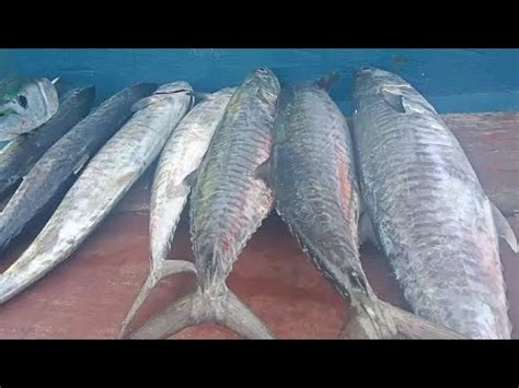 Mancing Ikan Tuna Tenggiri Di Panimbangan Strek Pertama Ikan Tuna