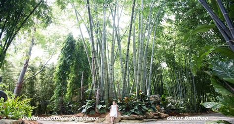 Tropical Bamboo Nursery Gardens The Bamboo Plant Source