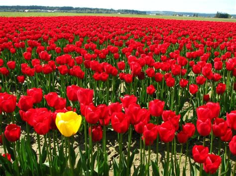 tulip, Fields, Tulips, Field, Flower, Flowers Wallpapers HD / Desktop and Mobile Backgrounds