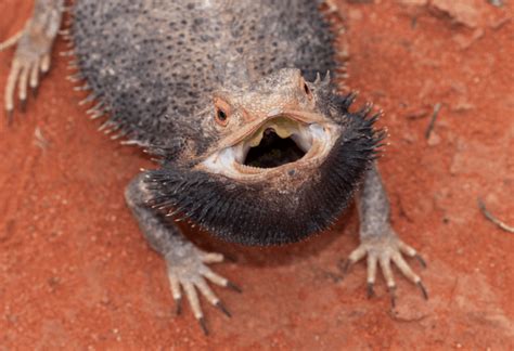 Soins des dents de dragon barbu santé bucco dentaire complète